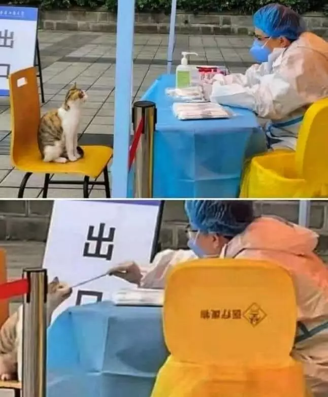 hewan peliharaan ngagetin banget © 2021 instagram.com