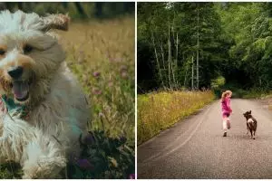 21 Arti mimpi dikejar anjing, bisa jadi ada beban masalah yang belum selesai 