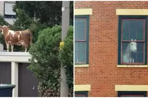 11 Momen lucu hewan muncul di tempat tak terduga, bikin heran lihatnya