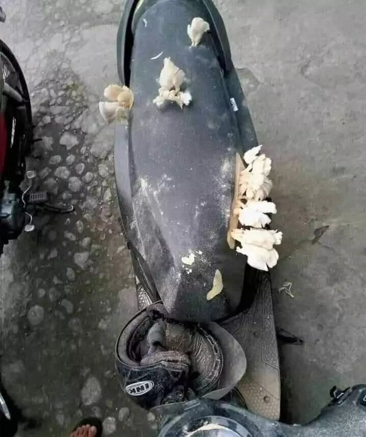 potret lucu sepeda motor kelihatan di parkiran © 2021 instagram.com