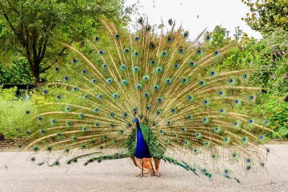 Arti mimpi menangkap burung © berbagai sumber Arti mimpi menangkap burung © berbagai sumber