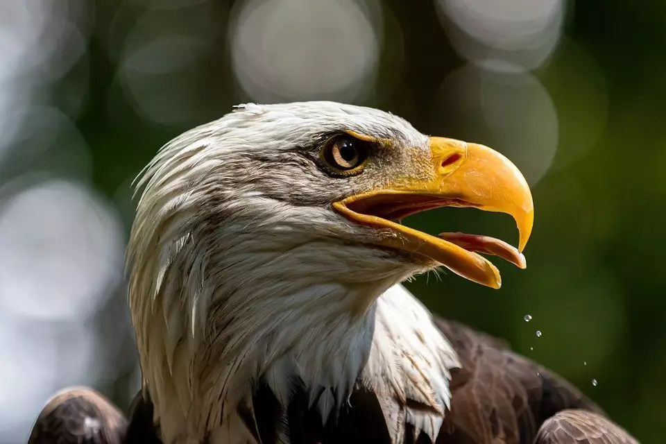 Arti mimpi menangkap burung © berbagai sumber Arti mimpi menangkap burung © berbagai sumber