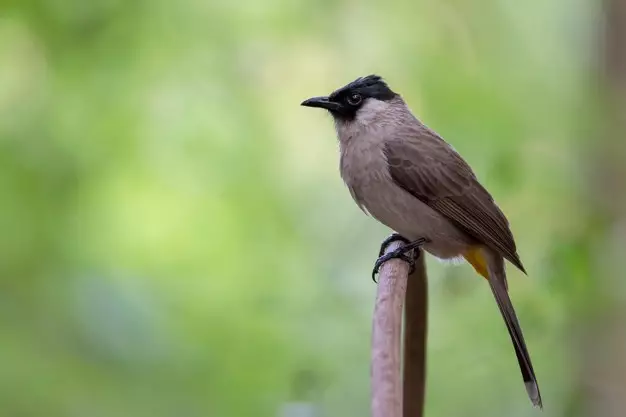 Arti mimpi menangkap burung © berbagai sumber Arti mimpi menangkap burung © berbagai sumber