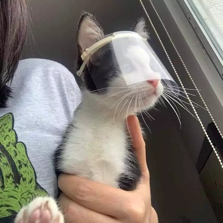 cara nyeleneh melindungi hewan kesayangan © 2021 1cak.com cara nyeleneh melindungi hewan kesayangan © 2021 1cak.com