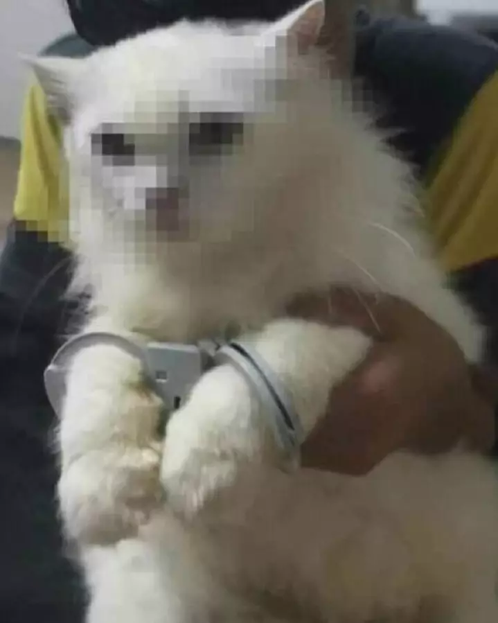 cara nyeleneh melindungi hewan kesayangan © 2021 1cak.com cara nyeleneh melindungi hewan kesayangan © 2021 1cak.com