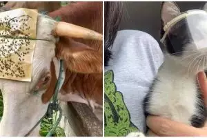 11 Cara nyeleneh orang amanin hewan peliharaan, idenya kocak