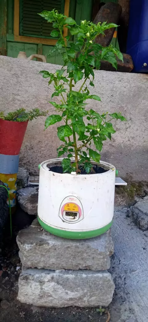 lifehack pakai penanak nasi © 2021 berbagai sumber lifehack pakai penanak nasi © 2021 berbagai sumber