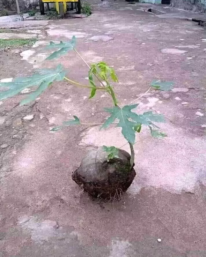 kamuflase tapi nggak sengaja © 2021 berbagai sumber kamuflase tapi nggak sengaja © 2021 berbagai sumber