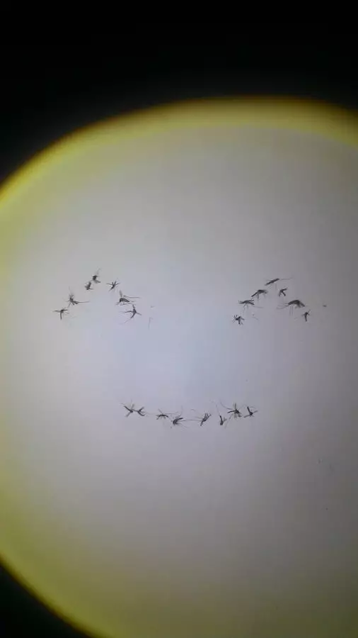 aksi nyeleneh basmi nyamuk © 2021 berbagai sumber aksi nyeleneh basmi nyamuk © 2021 berbagai sumber