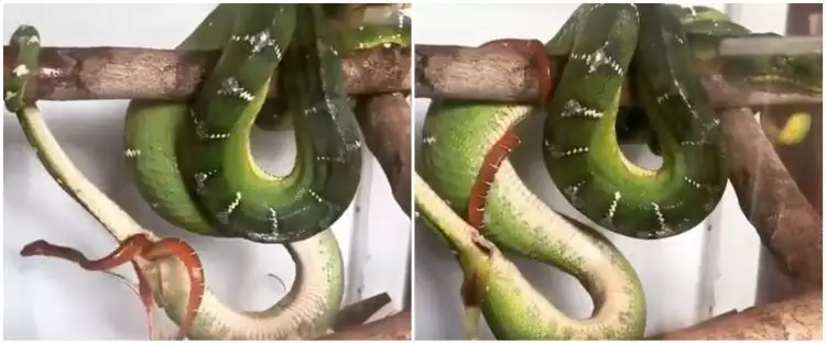 Viral video ular melahirkan tanpa bertelur, ini faktanya