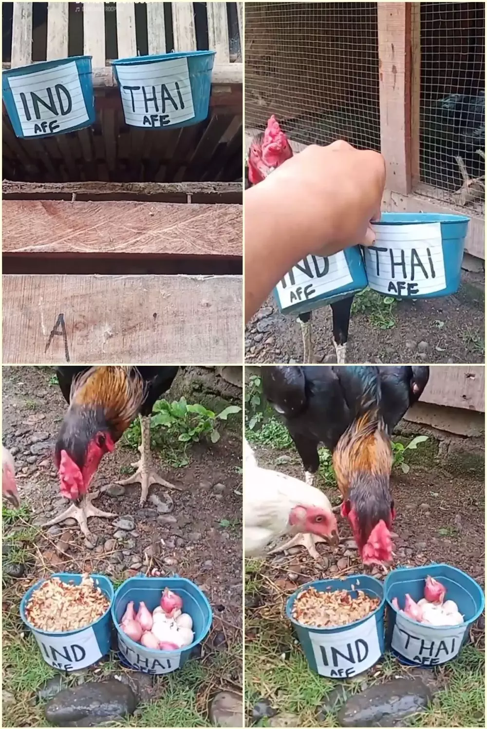 prediksi final AFF lucu © 2021 berbagai sumber