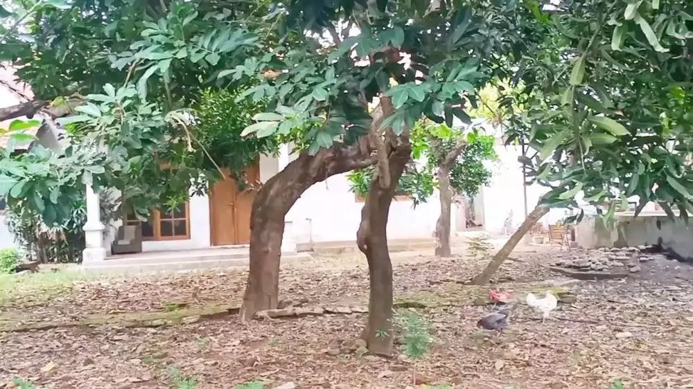 potret rumah Abiem Ngesti © YouTube potret rumah Abiem Ngesti © YouTube