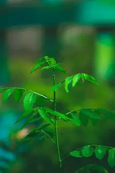 Daun penghilang flek hitam di wajah pixabay/Instagram/freepik