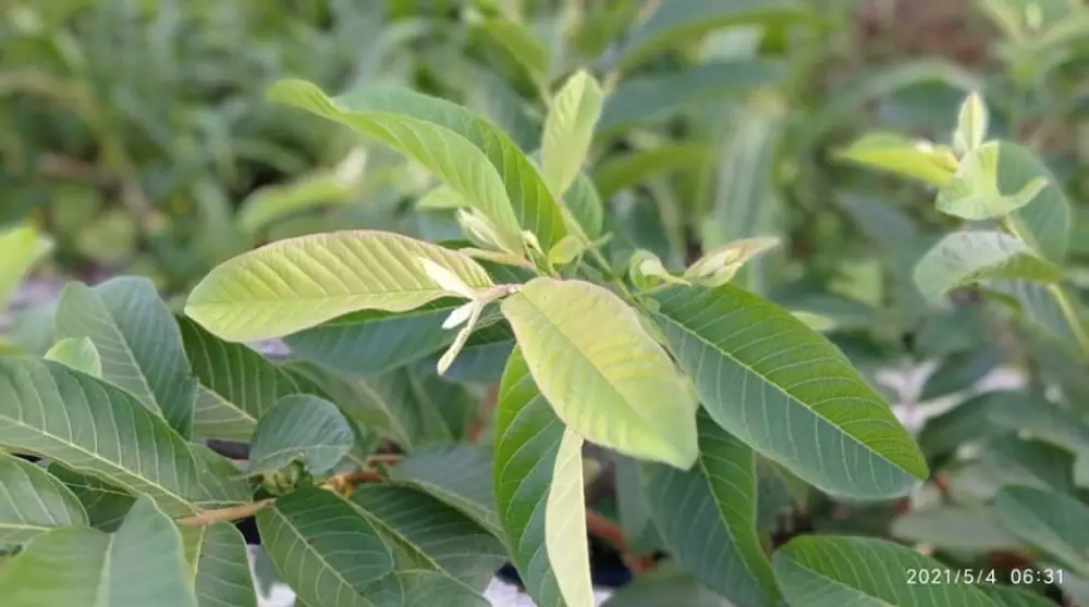 Daun penghilang flek hitam di wajah pixabay/Instagram/freepik