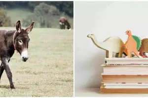 7 Contoh teks fabel lengkap dengan pesan moral dan penjelasan struktur