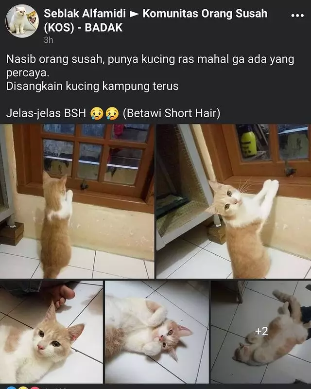 status pemilik kucing © 2021 Facebook status pemilik kucing © 2021 Facebook