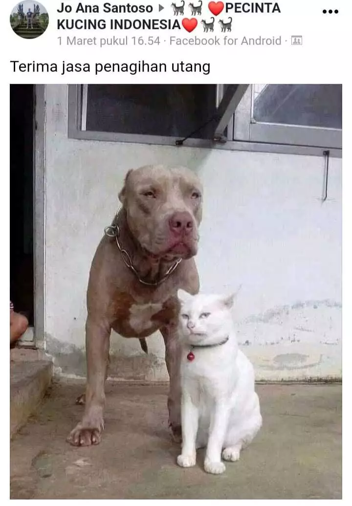 status pemilik kucing © 2021 Facebook status pemilik kucing © 2021 Facebook