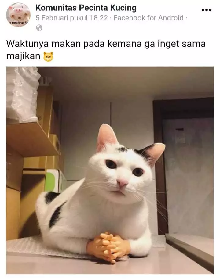 status pemilik kucing © 2021 Facebook status pemilik kucing © 2021 Facebook