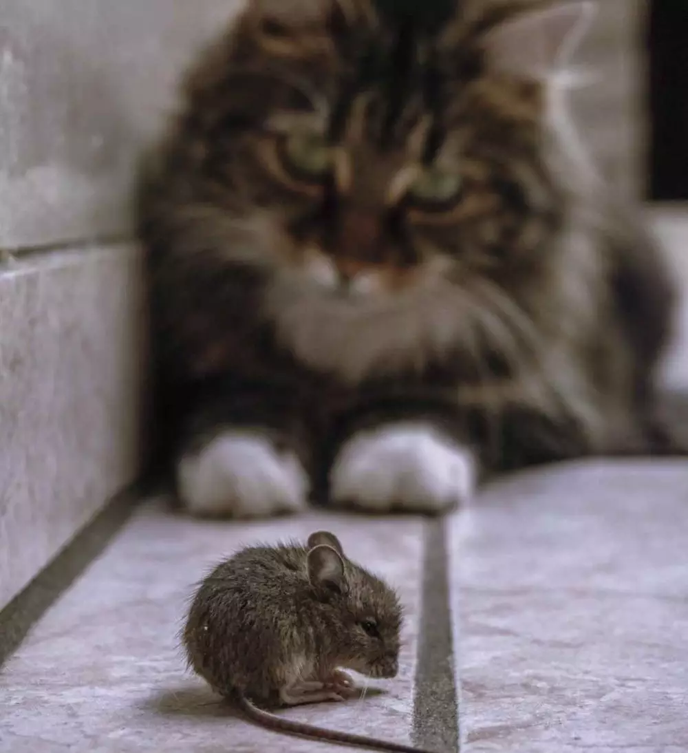 Arti mimpi tikus © 2022 brilio.net