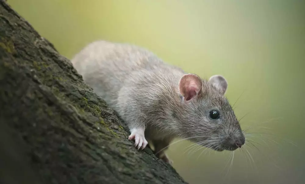 Arti mimpi tikus © 2022 brilio.net