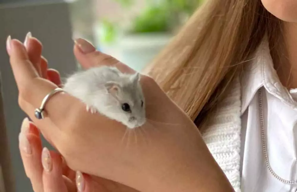 Arti mimpi tikus © 2022 brilio.net