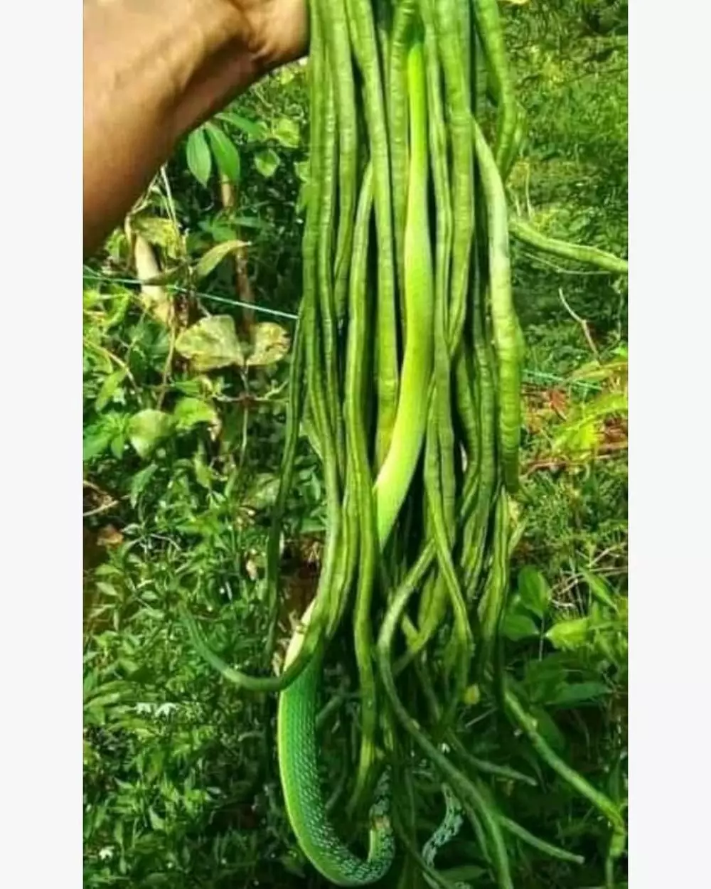 potret absurd mikir keras © 2022 berbagai sumber