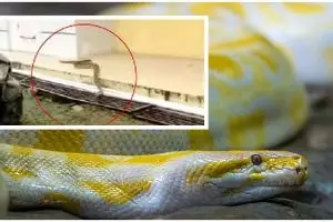 Bikin geger, ular piton 5 meter muncul di area RS Wahidin Makassar