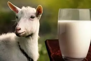 Ini manfaat susu formula kambing untuk tumbuh kembang si kecil  