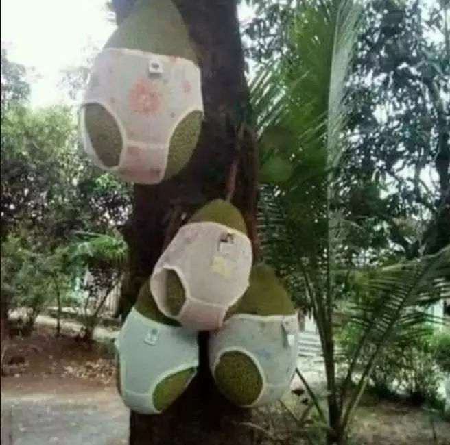 penampakan lucu buah di pohon © berbagai sumber