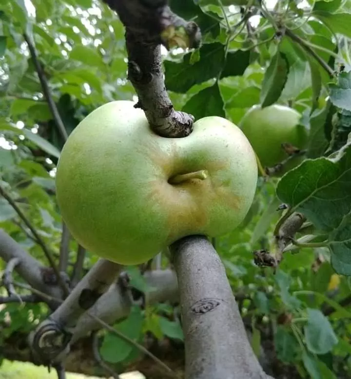 penampakan lucu buah di pohon © berbagai sumber
