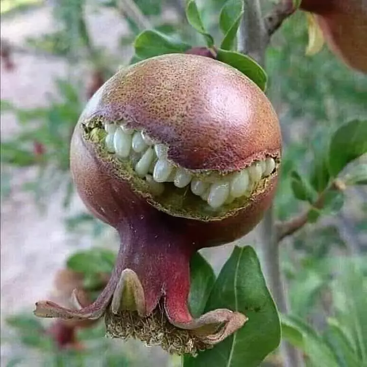 penampakan lucu buah di pohon © berbagai sumber