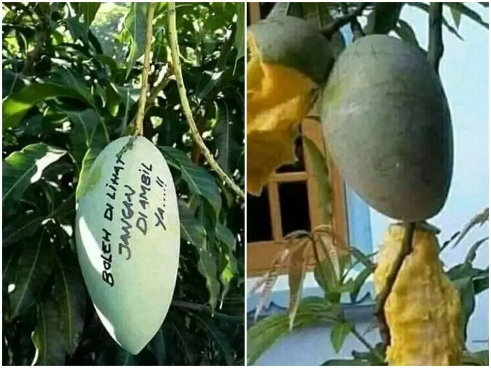 penampakan lucu buah di pohon © berbagai sumber