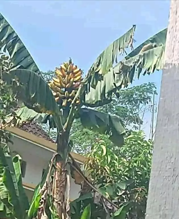 penampakan lucu buah di pohon © berbagai sumber