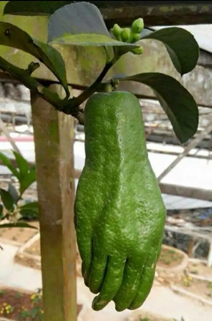 penampakan lucu buah di pohon © berbagai sumber