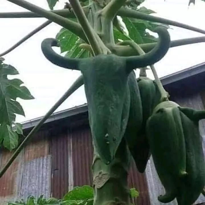 penampakan lucu buah di pohon © berbagai sumber