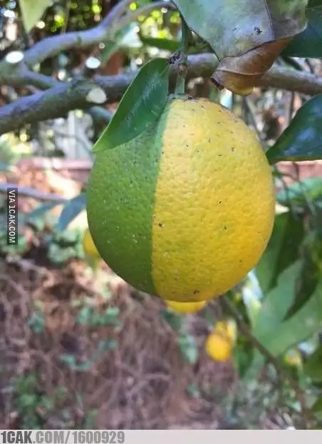 penampakan lucu buah di pohon © berbagai sumber