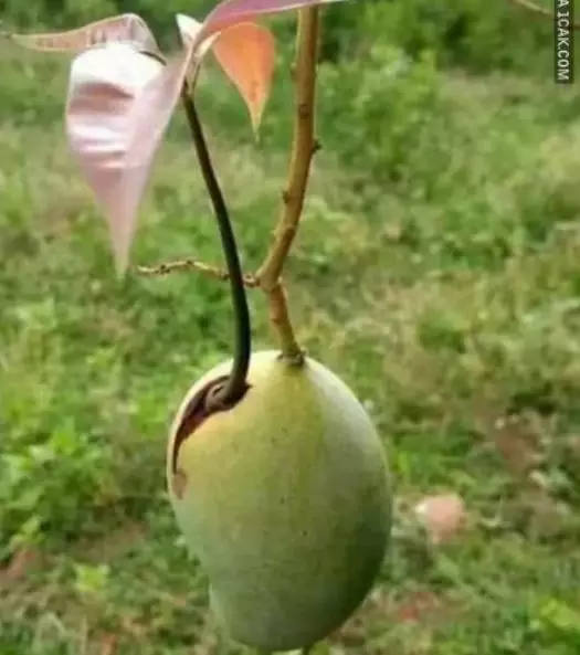 penampakan lucu buah di pohon © berbagai sumber