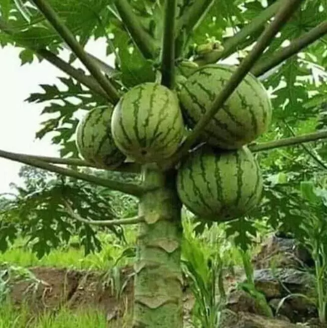 penampakan lucu buah di pohon © berbagai sumber