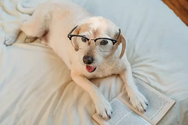 Arti mimpi digigit anjing menurut islam dan primbon Jawa © 2023 brilio.net