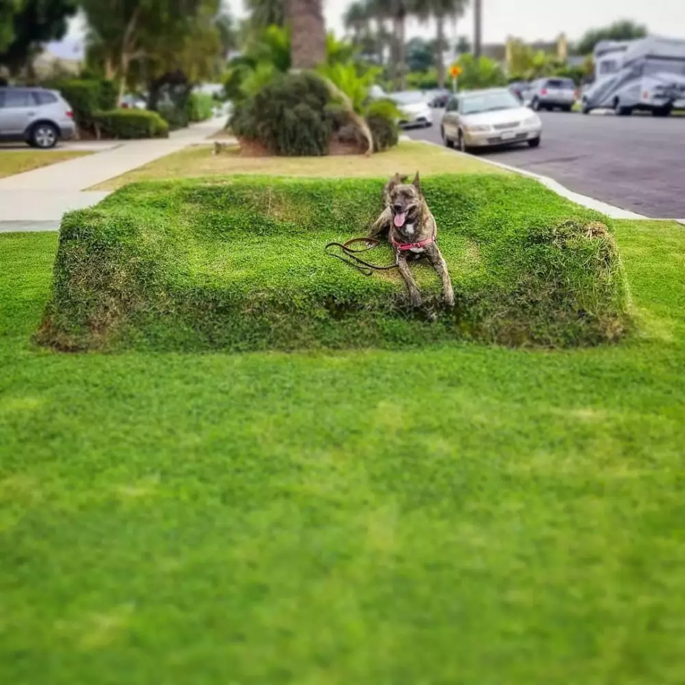 11 Desain sofa nyeleneh, ada yang mirip banteng © 2022 brilio.net 11 Desain sofa nyeleneh, ada yang mirip banteng © 2022 brilio.net