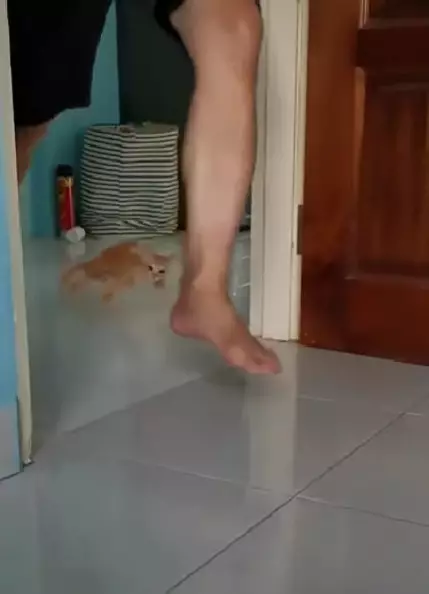 kucing kepleset © 2022 brilio.net