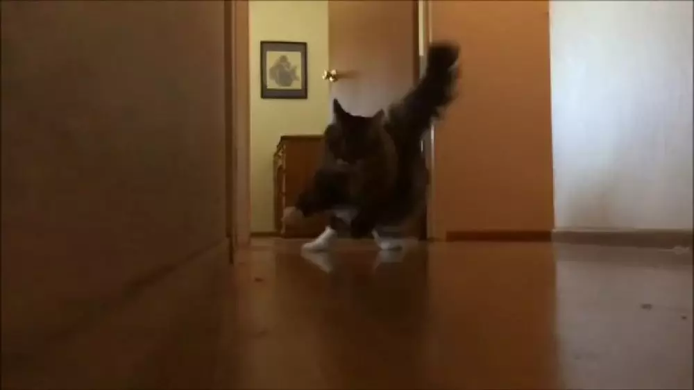 kucing kepleset © 2022 brilio.net