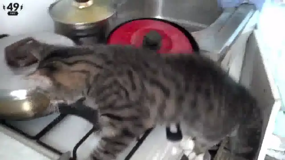 kucing kepleset © 2022 brilio.net