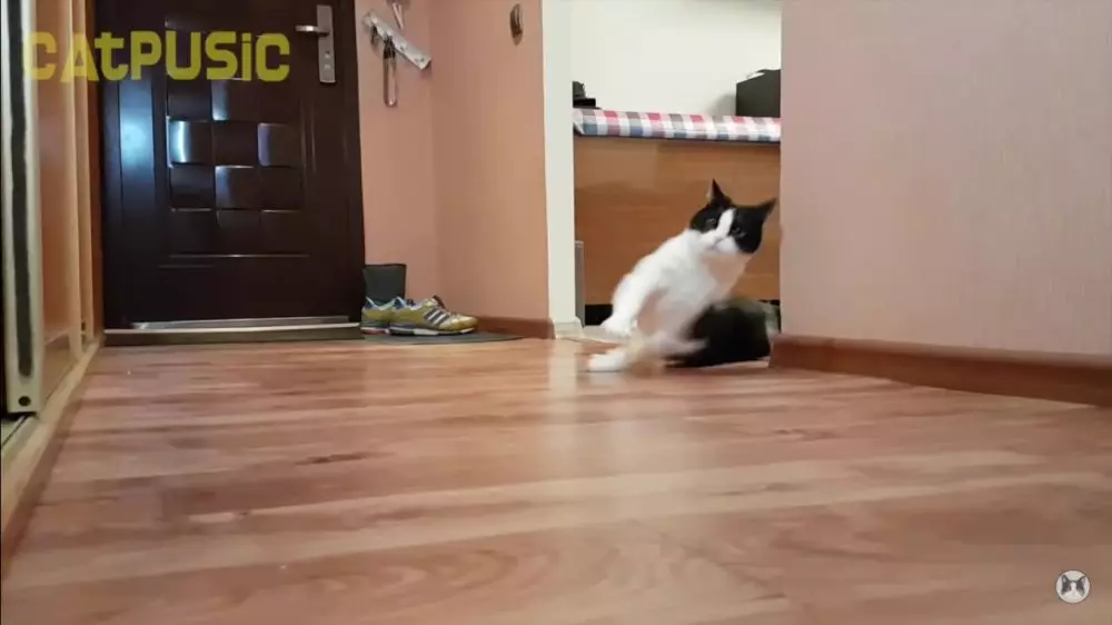 kucing kepleset © 2022 brilio.net