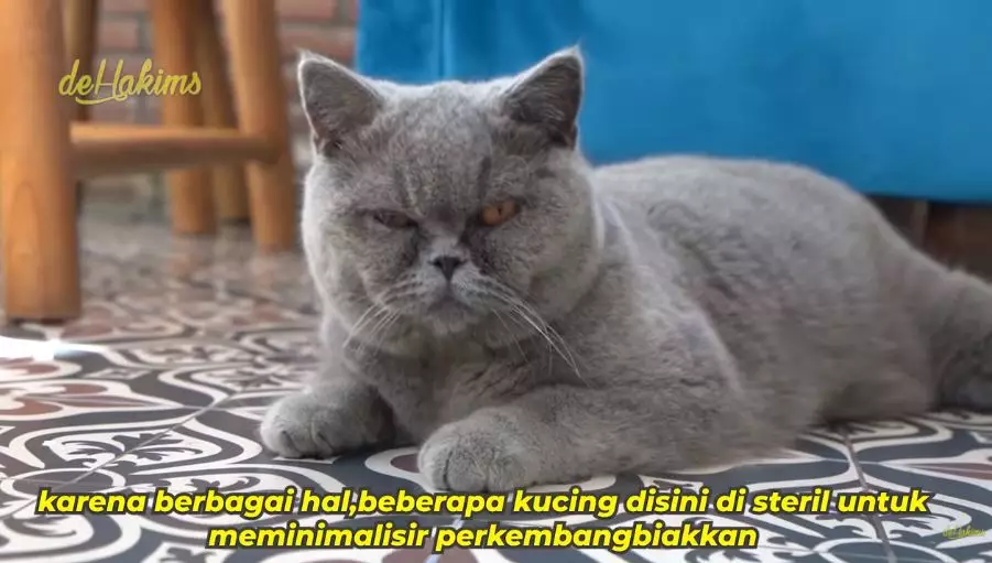 penampakan mini zoo di rumah juragan99 © YouTube penampakan mini zoo di rumah juragan99 © YouTube