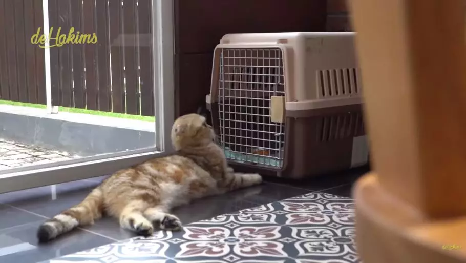 penampakan mini zoo di rumah juragan99 © YouTube penampakan mini zoo di rumah juragan99 © YouTube