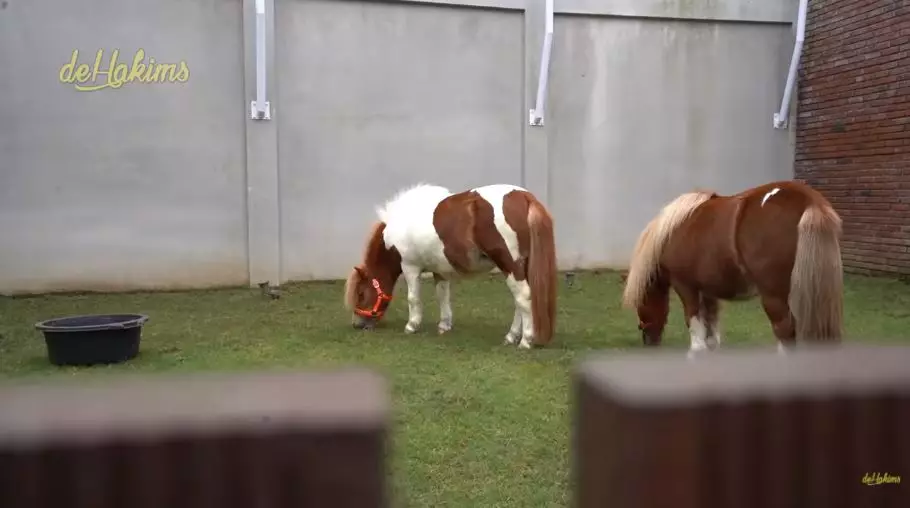 penampakan mini zoo di rumah juragan99 © YouTube penampakan mini zoo di rumah juragan99 © YouTube