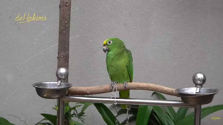 penampakan mini zoo di rumah juragan99 © YouTube penampakan mini zoo di rumah juragan99 © YouTube