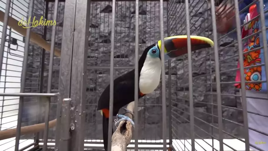 penampakan mini zoo di rumah juragan99 © YouTube penampakan mini zoo di rumah juragan99 © YouTube