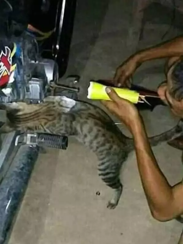 kucing bantu manusia © berbagai sumber kucing bantu manusia © berbagai sumber